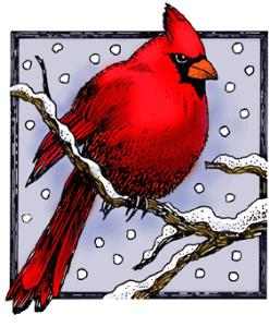 winter-cardinal.jpg